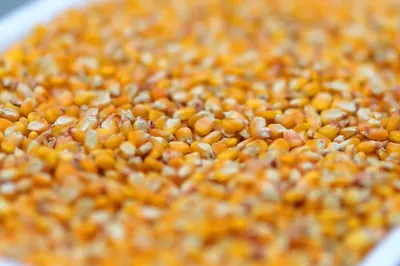 A tray of maize drawn as an intake sample
