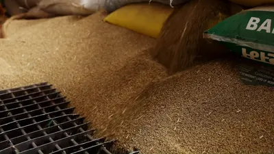 Grain being emptied onto the intake grate at the mill