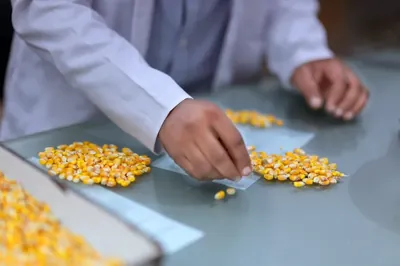A technician hand-grading maize kernels on the inspection table